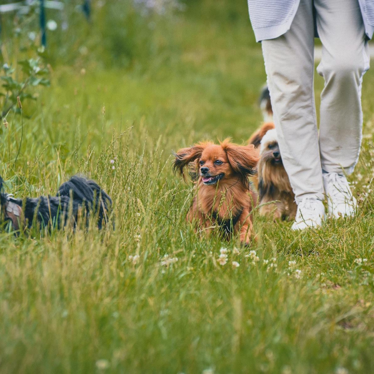 Oppas laat honden uit als kleine bijverdienklus