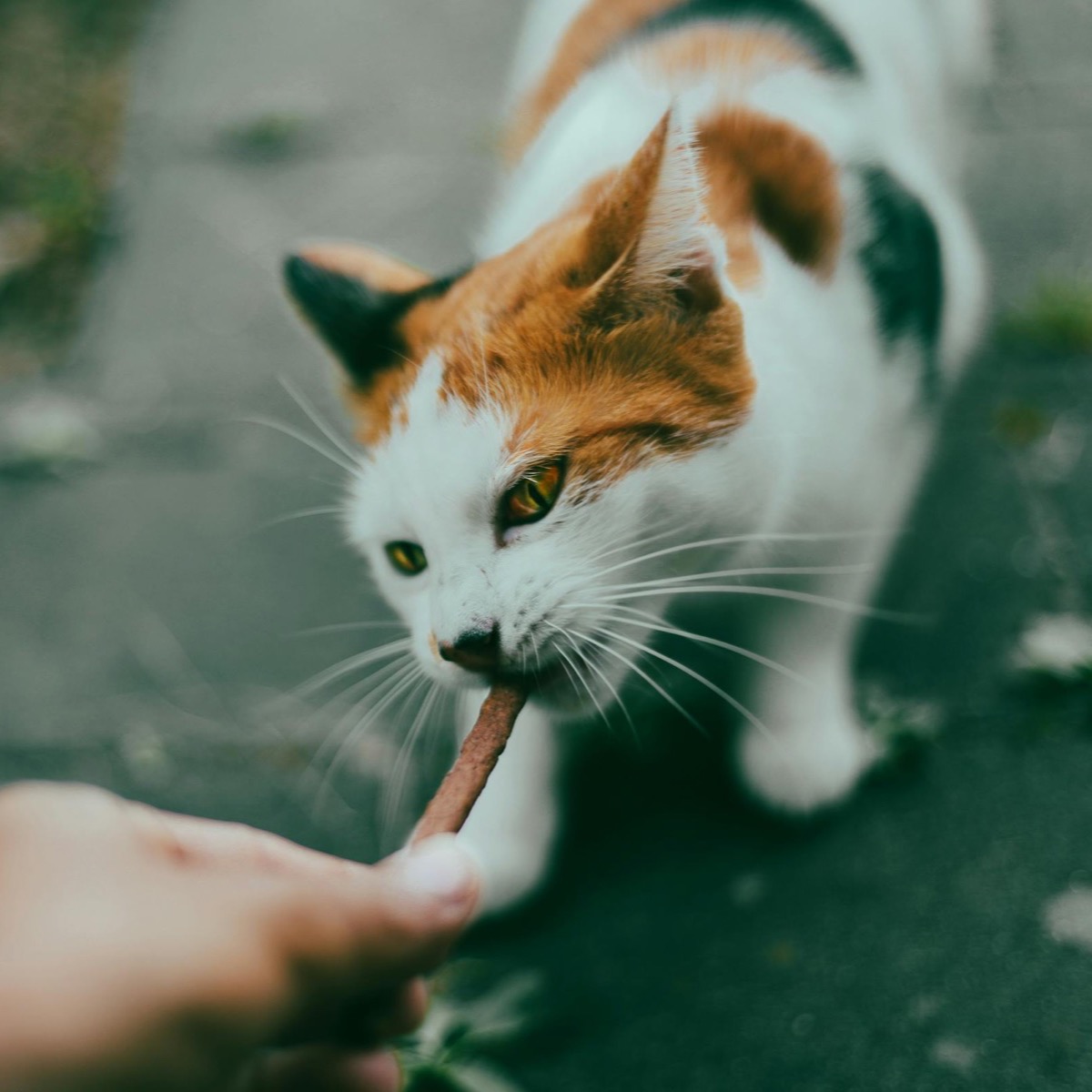 Iemand voert een kat als dierenoppas