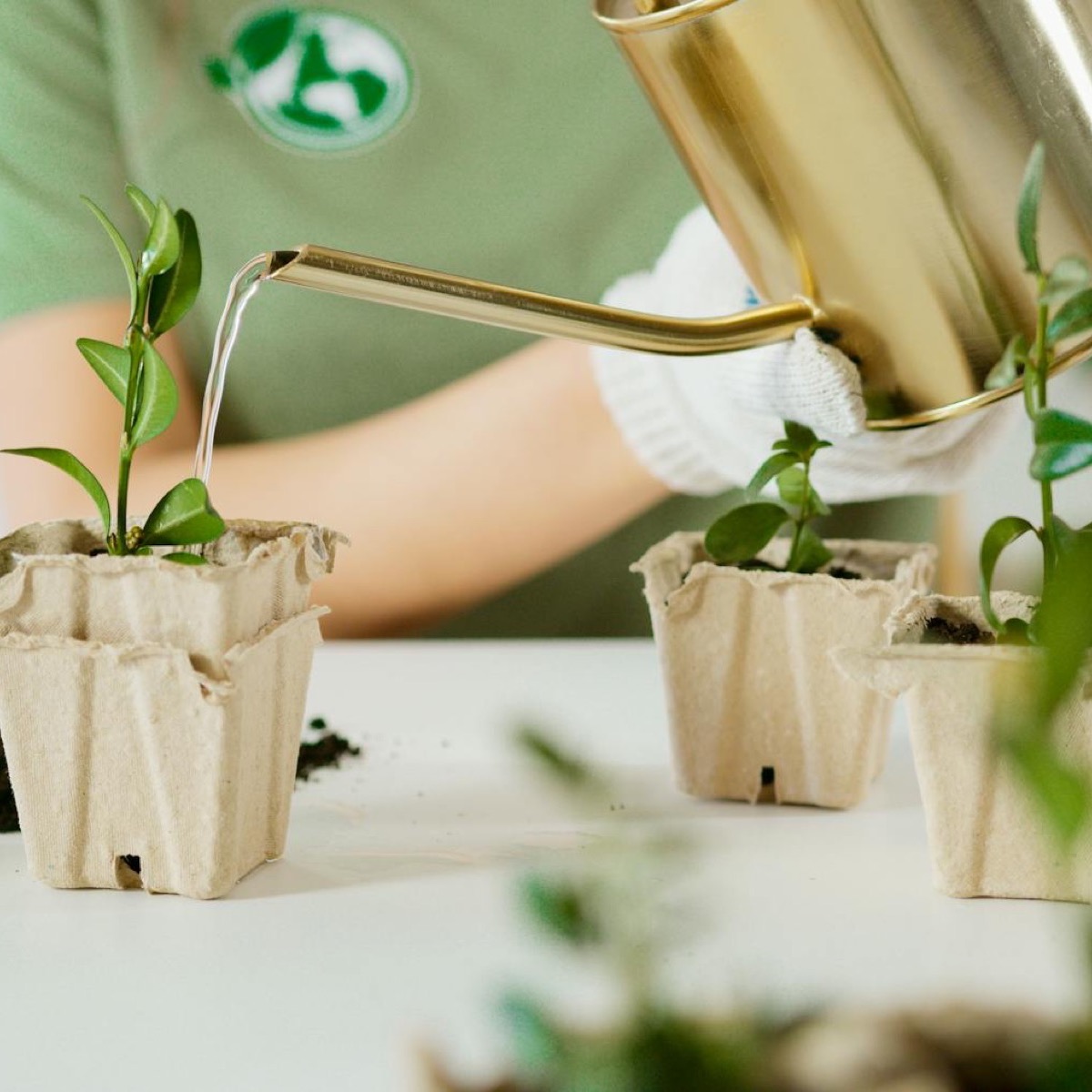Jonge planten verzorgen als tuinhulp
